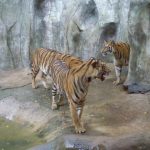 今日熱門文章：【泰國芭達雅旅遊】是拉差龍虎園：老虎及鱷魚動物園 Sriracha Tiger Zoo Pattaya 427