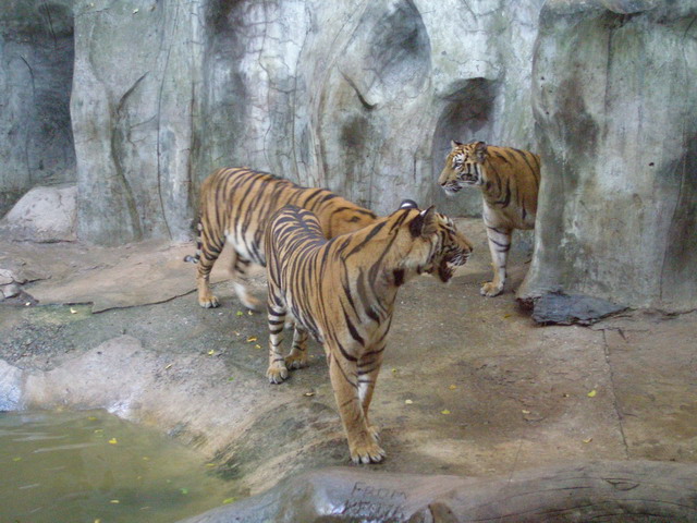 【泰國芭達雅旅遊】是拉差龍虎園：老虎及鱷魚動物園 Sriracha Tiger Zoo Pattaya 427 @貓大爺