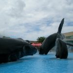 今日熱門文章：[屏東旅遊] 國立海洋生物館 —- 全台最棒的水族館 623