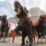 今日熱門文章：【泰國大城府旅遊】阿育塔亞大城大象熱舞秀與騎大象 (Ayutthaya) 2507