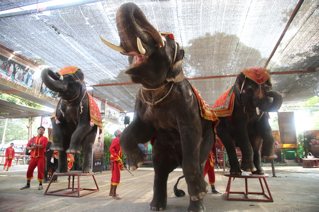 【泰國大城府旅遊】阿育塔亞大城大象熱舞秀與騎大象 (Ayutthaya) 2507 @貓大爺