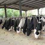 今日熱門文章：【花蓮瑞穗旅遊】瑞穗牧場：瑞穗鮮奶的家鄉，親子景點，可以坐下來喝牛奶吃點心