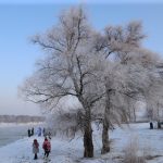 今日熱門文章：【中國東北旅遊】吉林省霧凇：零下20度冬季限定樹枝結冰自然奇觀 3293