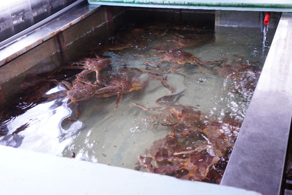 【台中美食】海膽、秋蟹、龍蝦、三點蟹、鮭魚卵！裕泰海鮮批發都有 4780