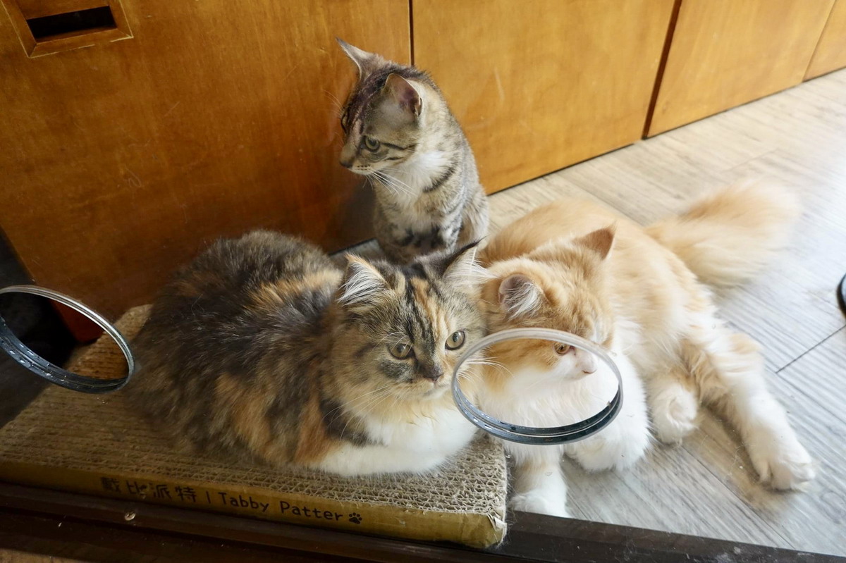 【圓環美食】有貓就給讚！星盒貓語 StarBox Café & Bar：隱藏版貓咪主題咖啡廳，欣賞高貴漂亮可愛慵懶喵星人，也可以帶自家貓咪去交朋友，提供親子活動可預約包場辦派對，愛貓族的私密空間 5059