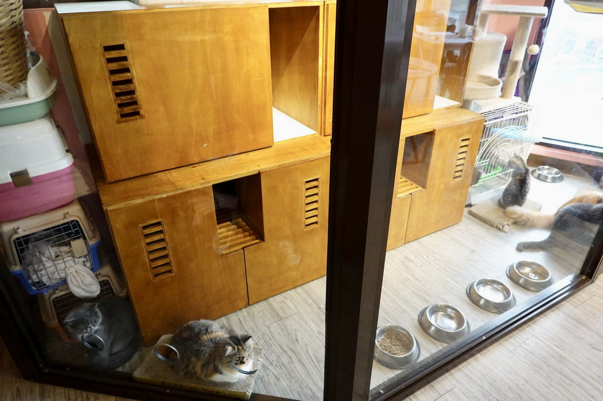 【圓環美食】有貓就給讚！星盒貓語 StarBox Café & Bar：隱藏版貓咪主題咖啡廳，欣賞高貴漂亮可愛慵懶喵星人，也可以帶自家貓咪去交朋友，提供親子活動可預約包場辦派對，愛貓族的私密空間 5059