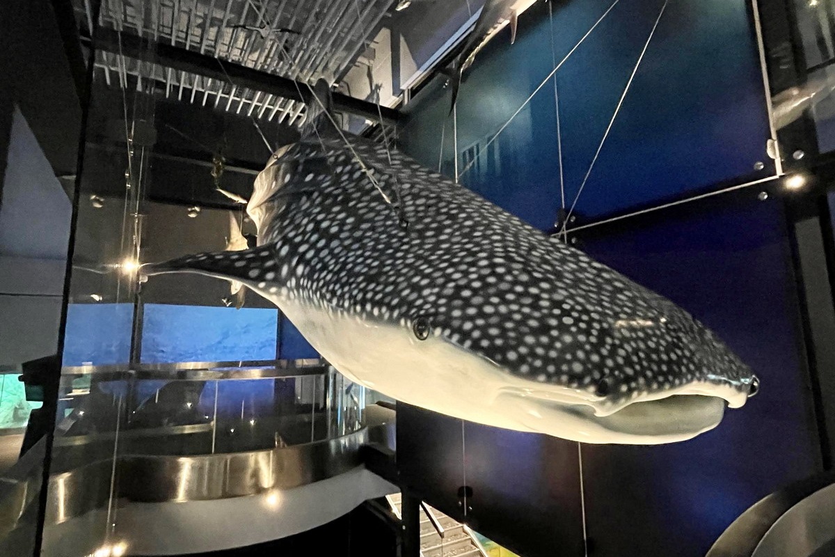 【基隆旅遊】基隆國立海洋科技博物館實用又好玩的生態廚房，教你如何煮出好吃的小卷米粉，還是免費參加呢！2023國際海洋月，大家一起來擁抱海洋、守護海洋 @貓大爺